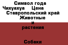 Символ года!!! Чихуахуа  › Цена ­ 10 000 - Ставропольский край Животные и растения » Собаки   . Ставропольский край